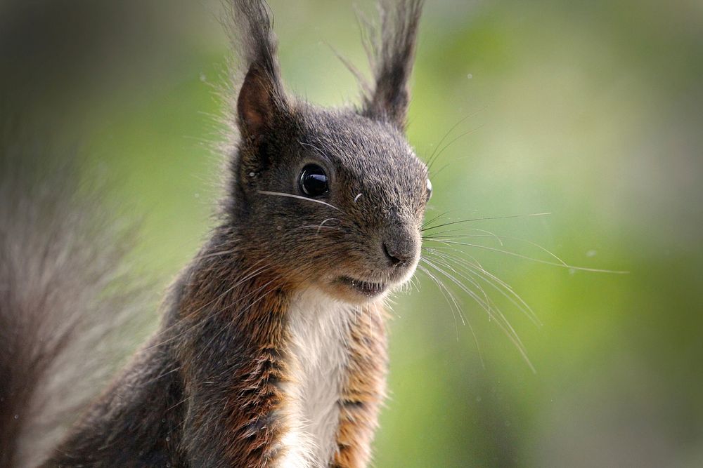 Wild squirrel background. Free public domain CC0 image.