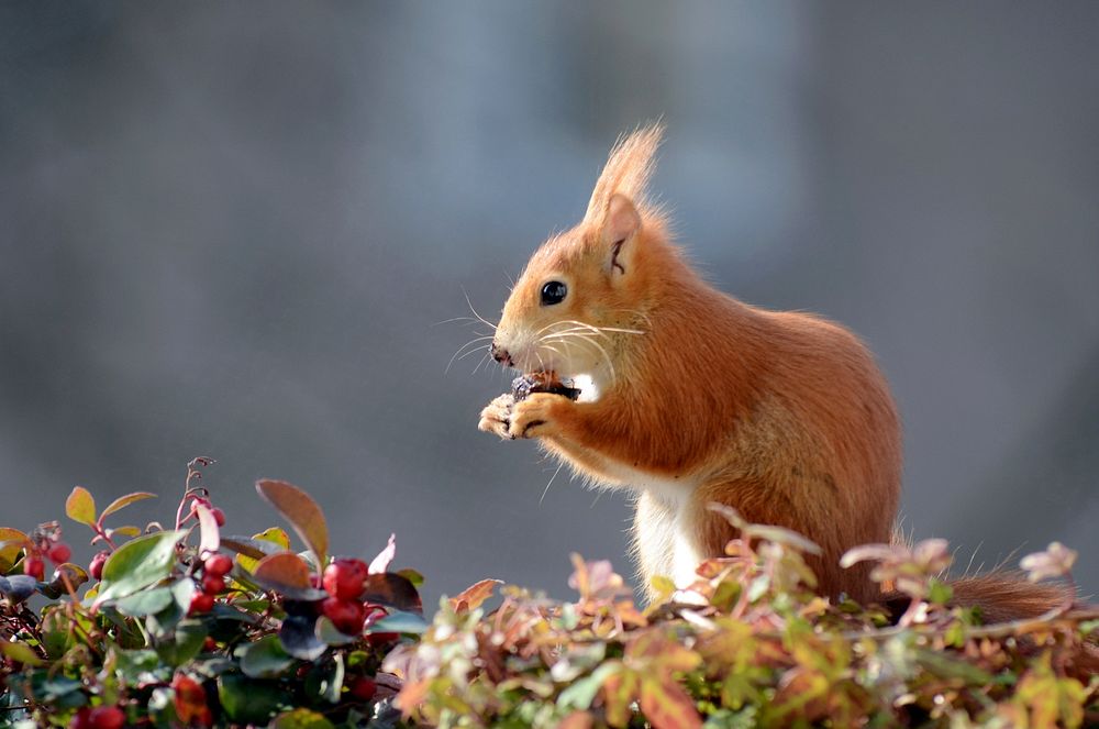 Red squirrel during Autumn season. Free public domain CC0 image.