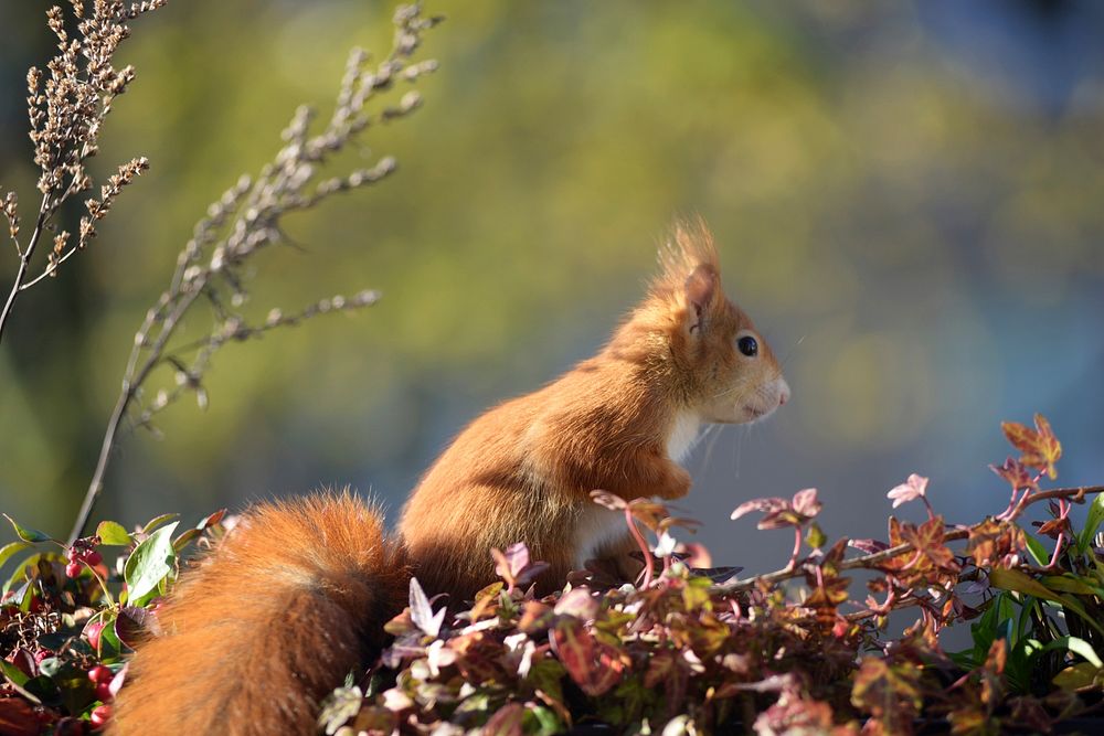 Red squirrel during Autumn season. Free public domain CC0 image.