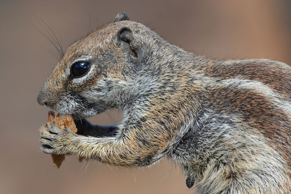 Cute squirrel eating nut image. Free public domain CC0 image.