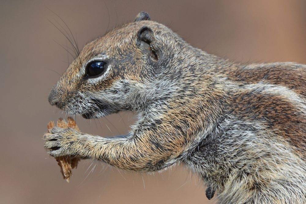 Cute squirrel eating nut image. Free public domain CC0 image.