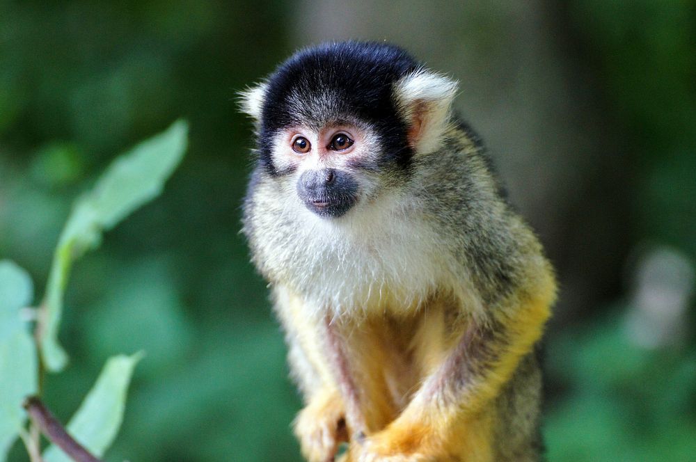 Curious squirrel monkey. Free public domain CC0 image.