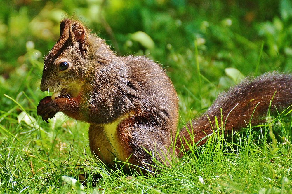 Eurasian red squirrel, rodent animal. Free public domain CC0 photo.