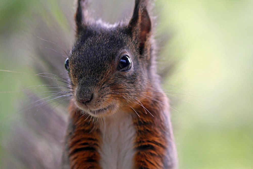 Eurasian red squirrel, rodent animal. Free public domain CC0 photo.