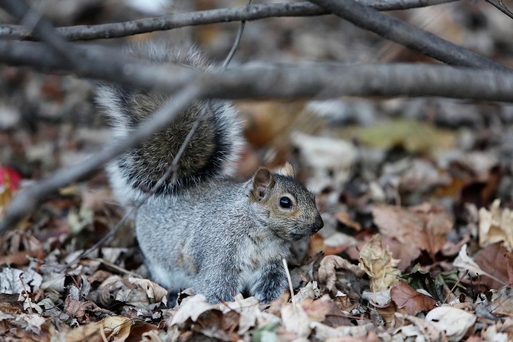 Wild squirrel background. Free public domain CC0 image.