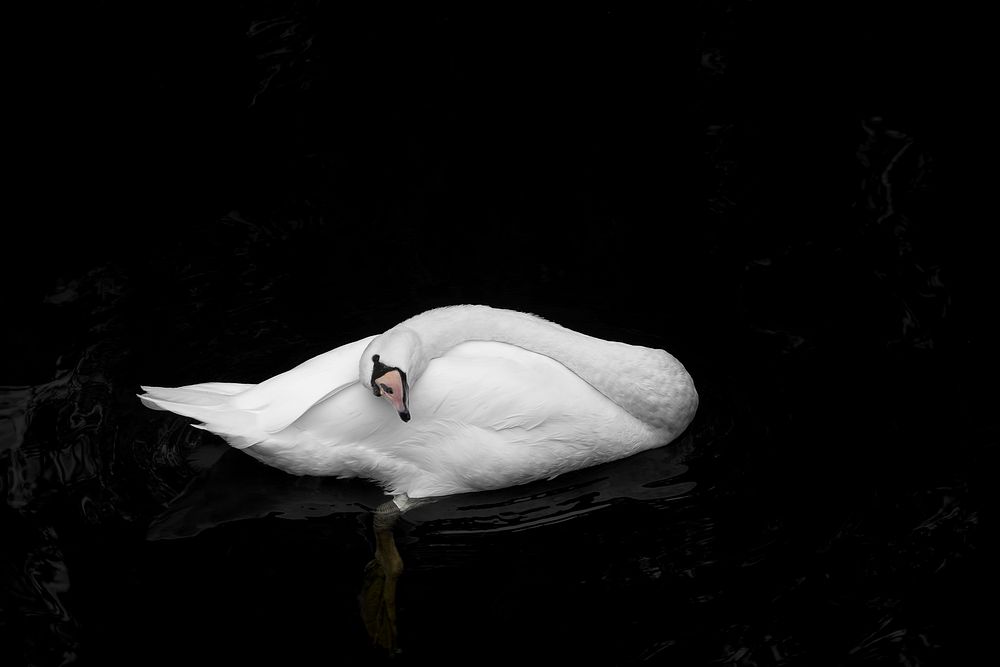 White swan swimming alone. Free public domain CC0 photo.