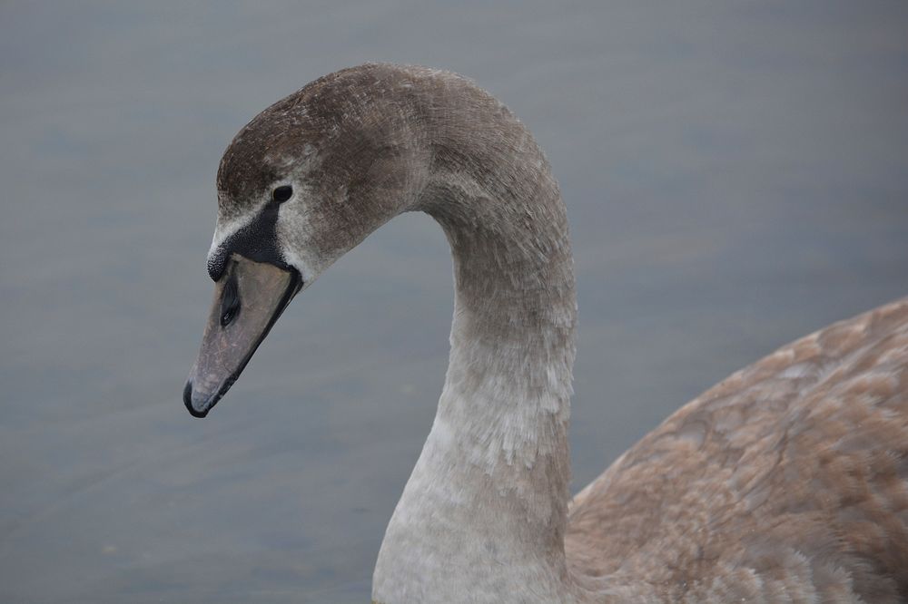 Young swan cygnet close up. Free public domain CC0 photo.