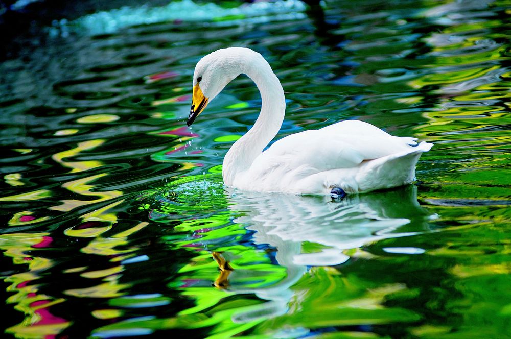 White swan swimming alone. Free public domain CC0 photo.