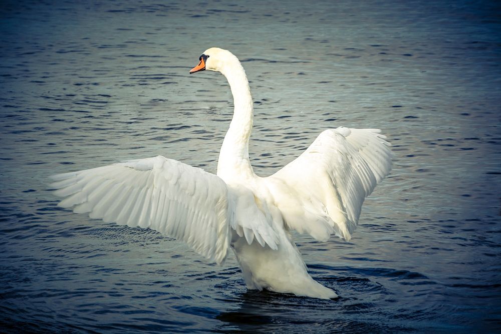 White swan flapping its wings. Free public domain CC0 photo.