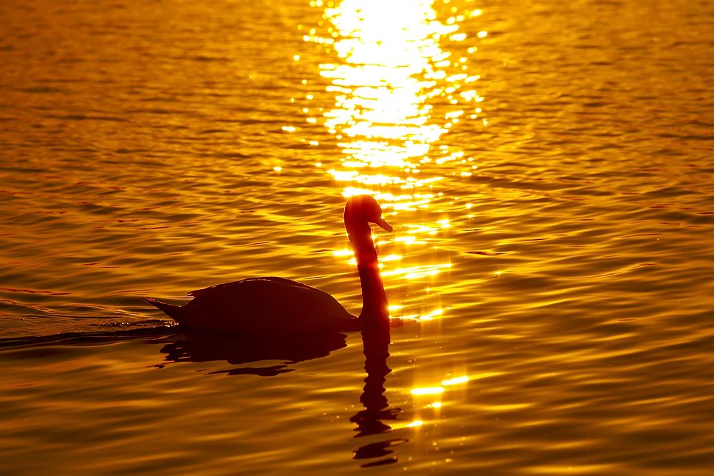 White swan swimming during sunset. Free public domain CC0 photo.