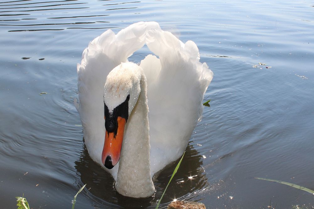 White swan swimming alone. Free public domain CC0 photo.