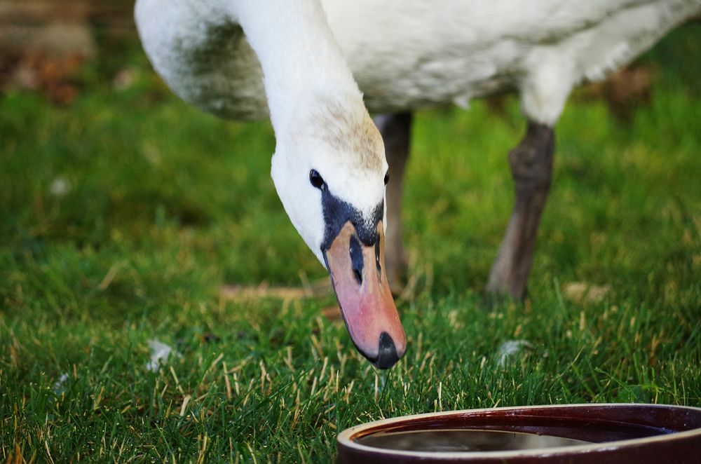 White swan face close up. Free public domain CC0 photo.