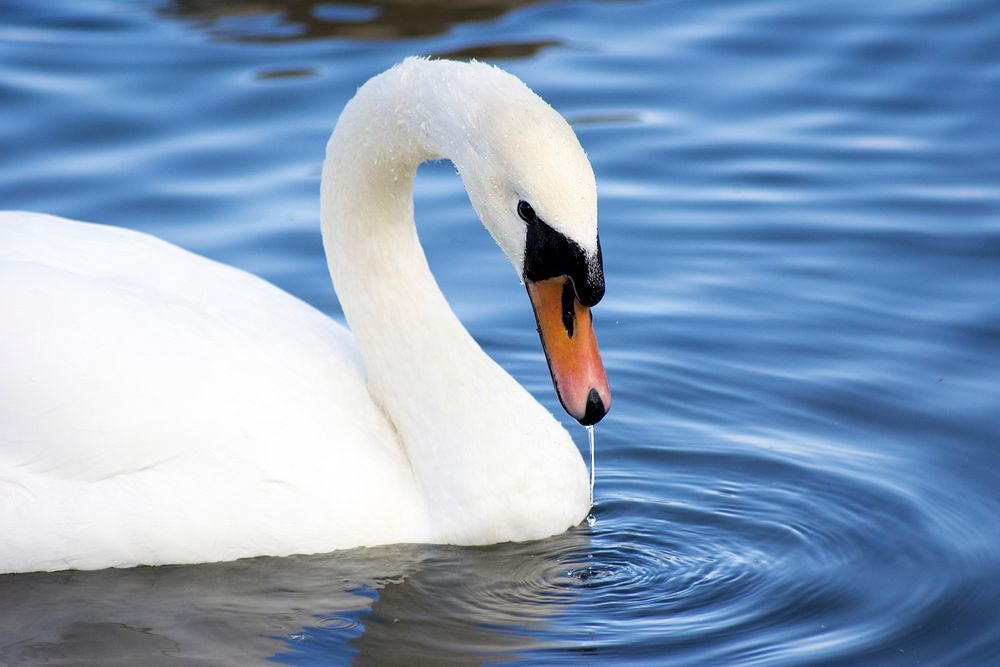 White swan swimming alone. Free public domain CC0 photo.