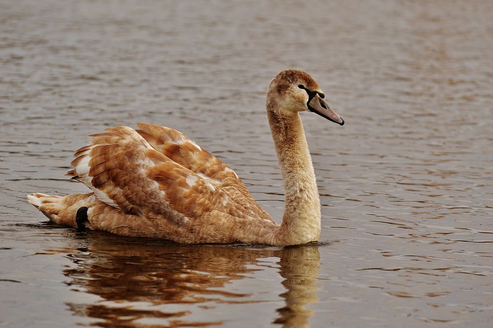 Young swan cygnet close up. Free public domain CC0 photo.