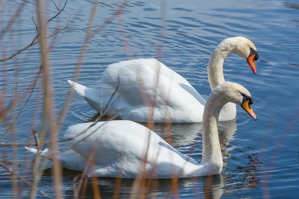 Pair of white swans swimming. Free public domain CC0 photo.