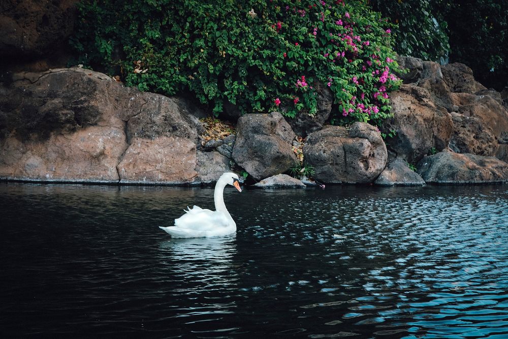 White swan swimming alone. Free public domain CC0 photo.