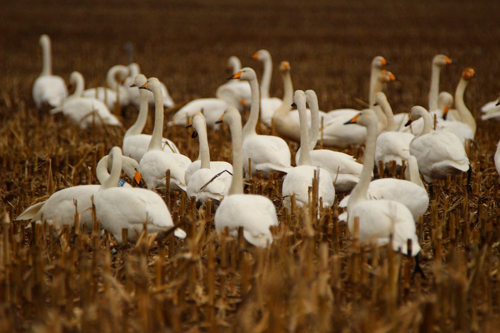 Group of whooper swans standing. Free public domain CC0 photo.