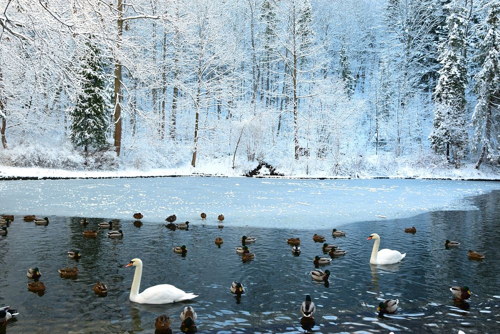 White swans swimming with ducks. Free public domain CC0 photo.