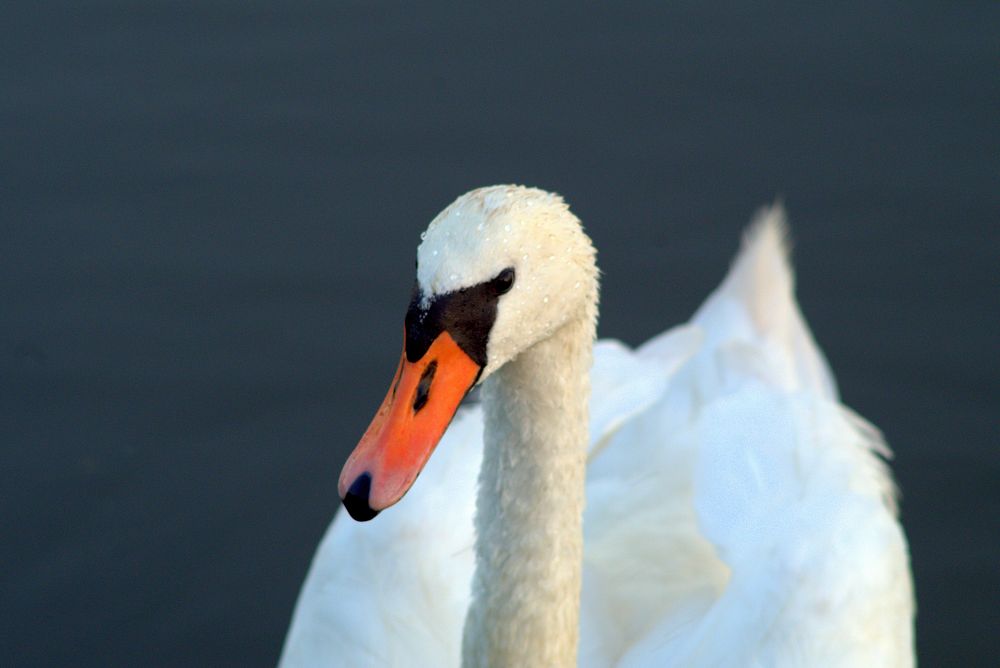 White swan head close up. Free public domain CC0 photo.