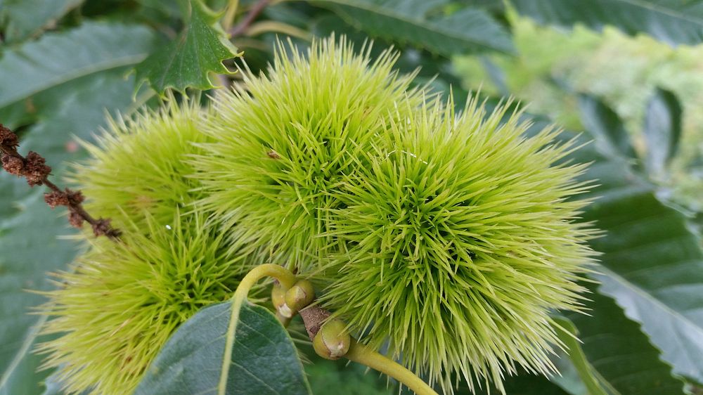 Chestnut. Free public domain CC0 image.