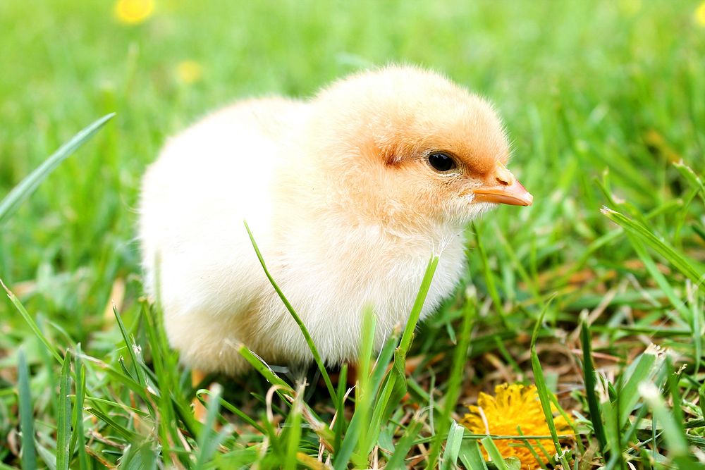 Baby chicken, animal photography. Free public domain CC0 image.
