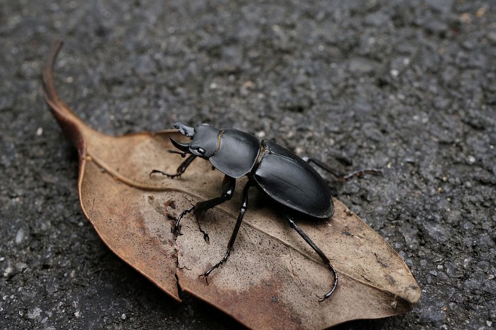 Beetle insect photo. Free public domain CC0 image.