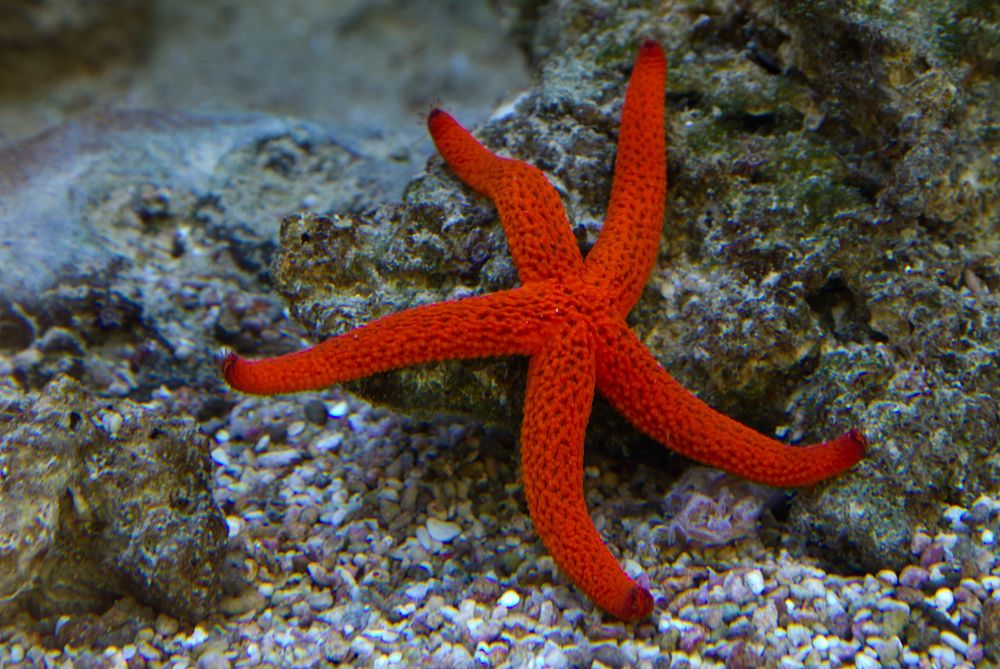 Red starfish close up. Free public domain CC0 photo.