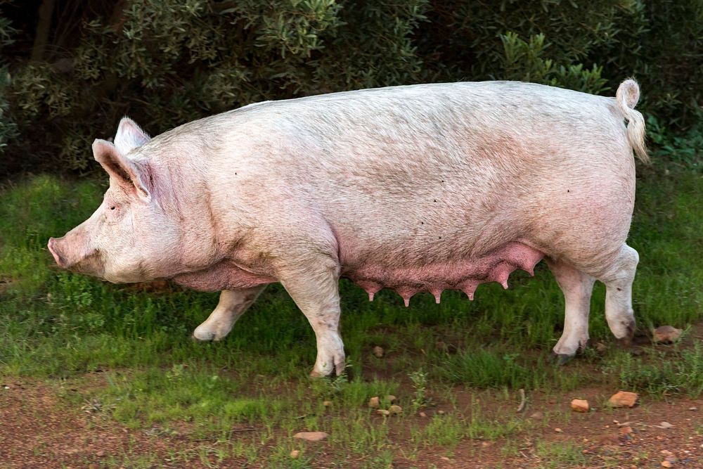 Free pig image, public domain farm animal CC0 photo.