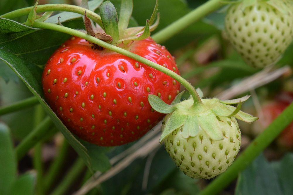 Strawberries growing on plant. Free public domain CC0 photo.