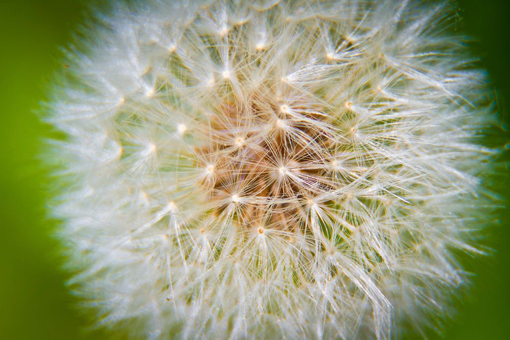 Dandelion background. Free public domain CC0 photo.