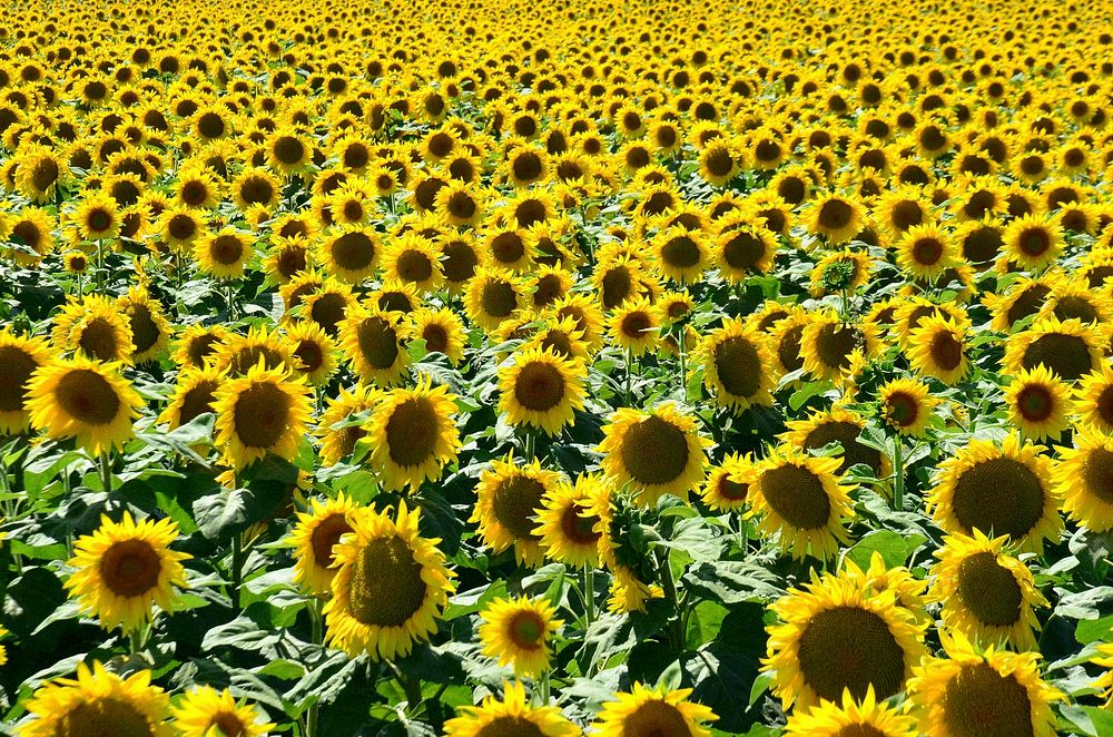 Sunflower background.  Free public domain CC0 image.