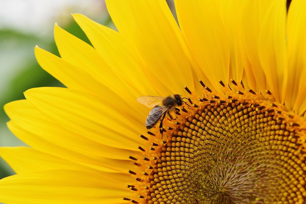 Sunflower background. Free public domain CC0 image.