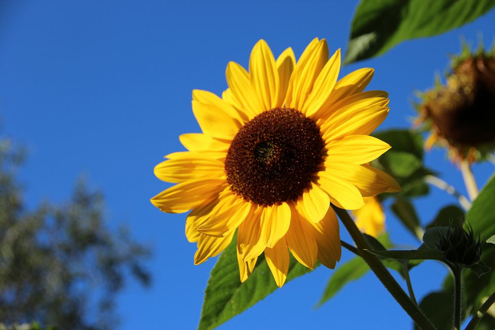 Sunflower background. Free public domain CC0 photo.