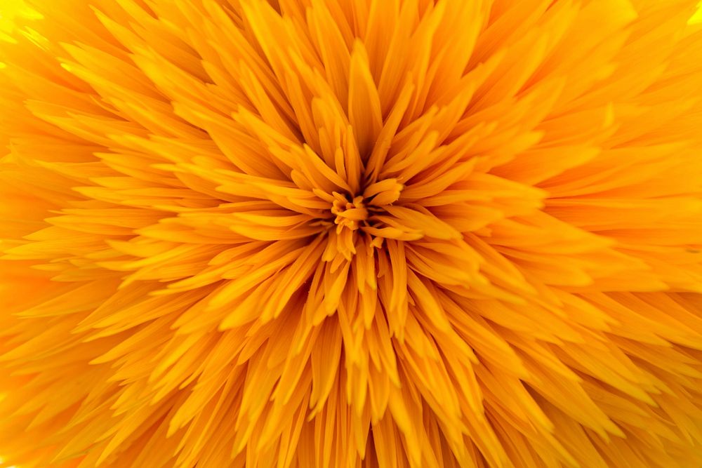 Yellow flower macro shot. Free public domain CC0 image.