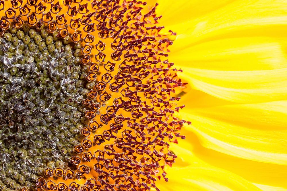 Sunflower background.  Free public domain CC0 image.