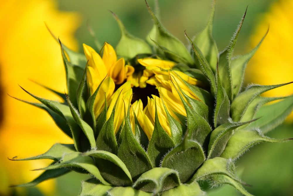 Sunflower background.  Free public domain CC0 image.