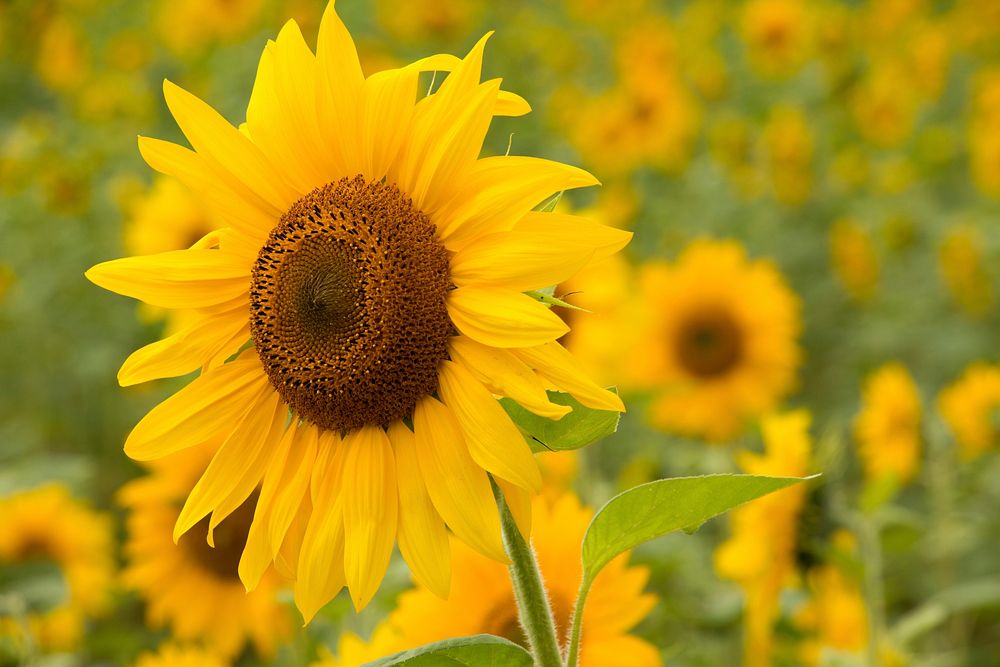 Sunflower background.  Free public domain CC0 image.