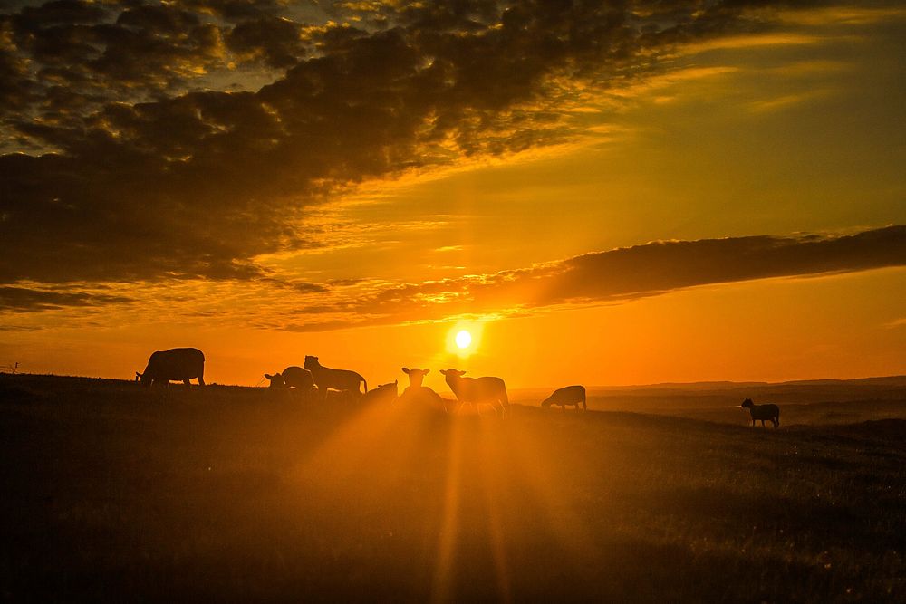 Sunset over hill with cattle. Free public domain CC0 photo.