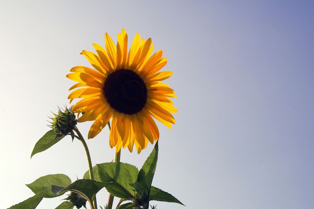 Sunflower background. Free public domain CC0 photo.