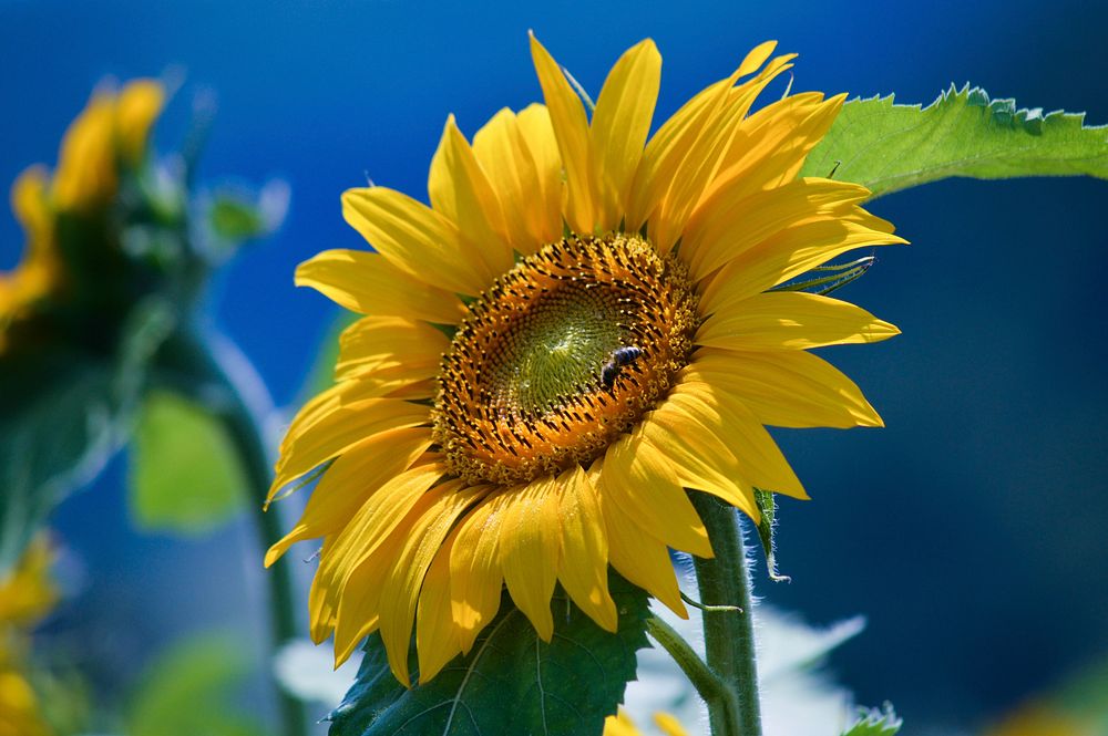 Sunflower background. Free public domain CC0 image.