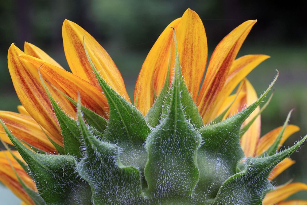 Sunflower background.  Free public domain CC0 image.