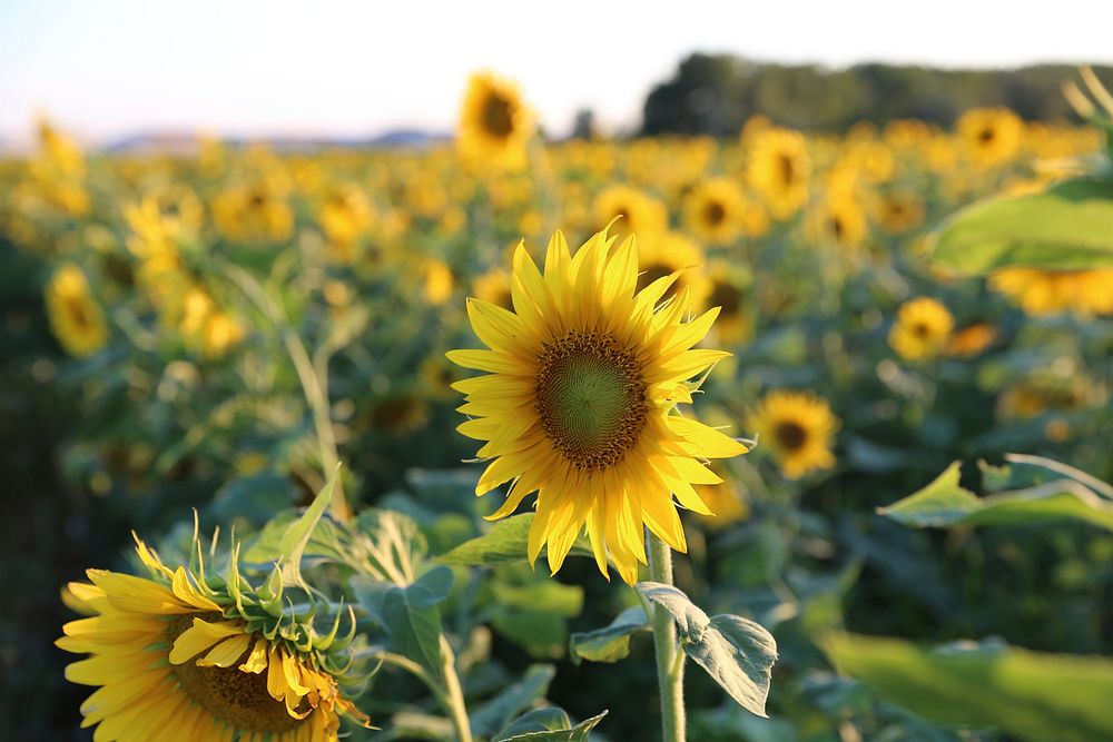 Sunflower background.  Free public domain CC0 image.