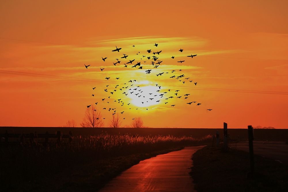 Birds flying at sunset, background photo. Free public domain CC0 image.
