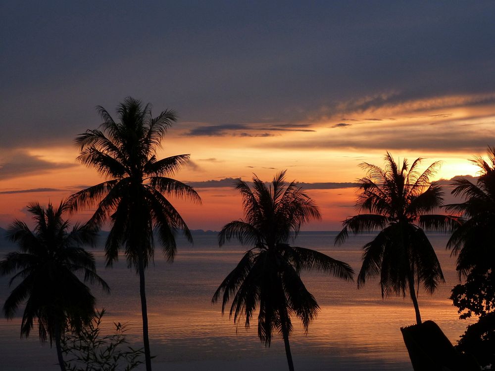 Palm trees and sunset. Free public domain CC0 photo.