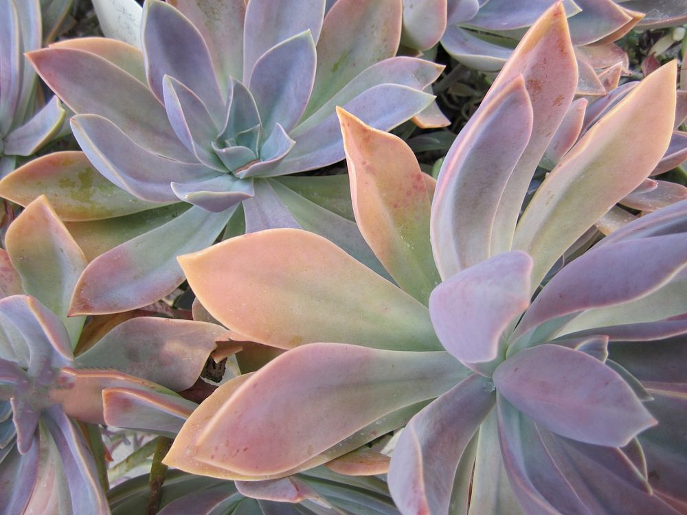 Succulent background. Free public domain CC0 image.