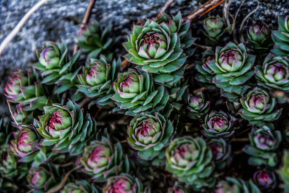 Succulent background. Free public domain CC0 image.