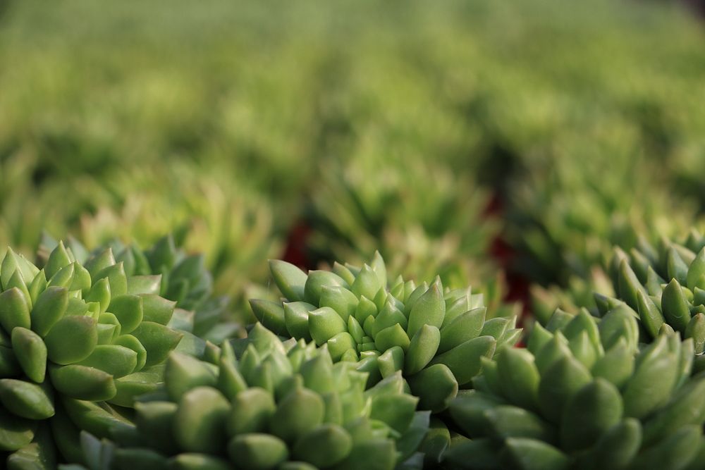 Japanese succulent plant. Free public domain CC0 photo.