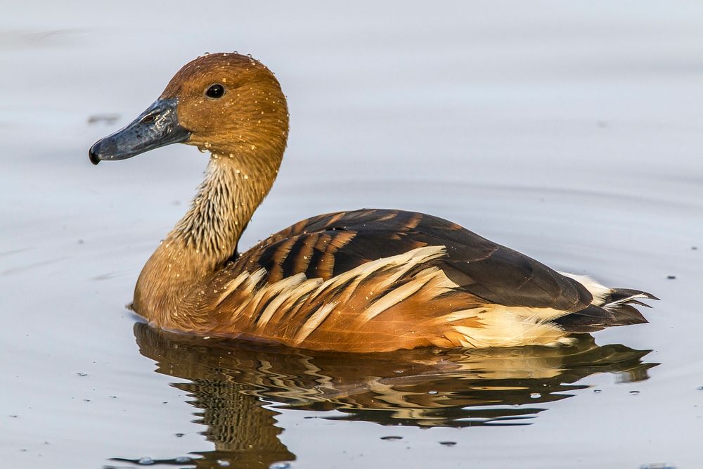 Fulvous whistling duck. Free public domain CC0 photo.