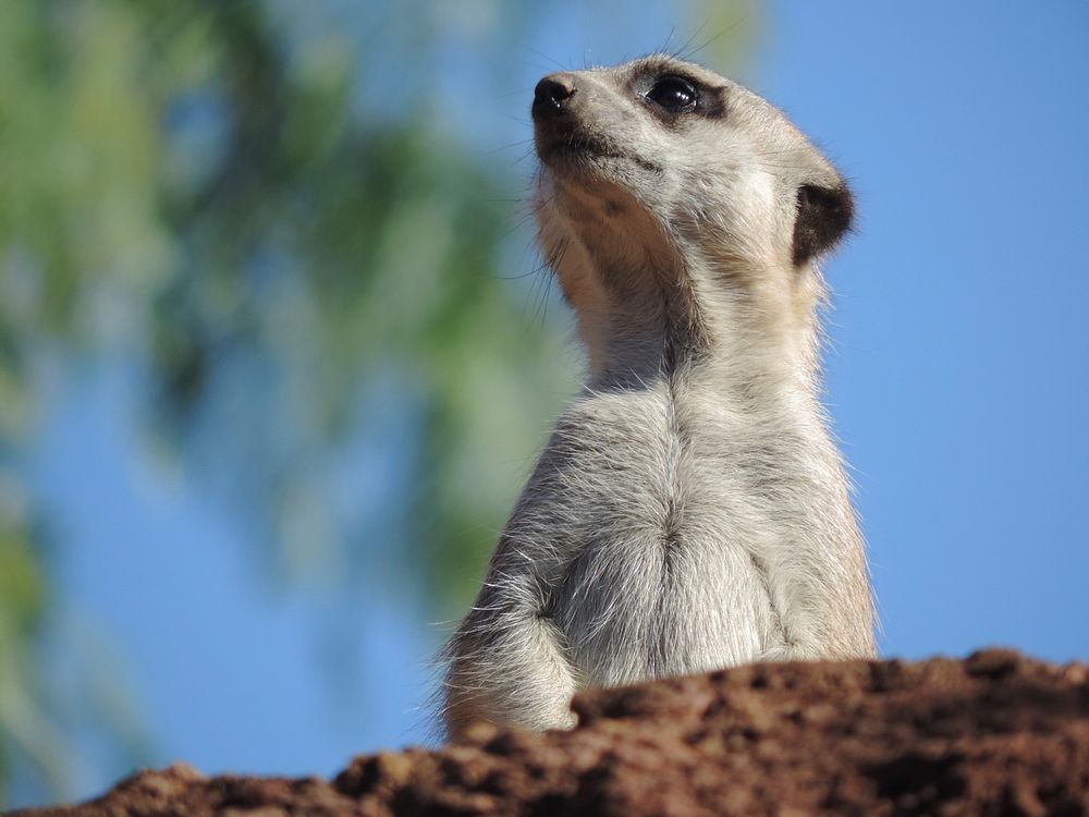 Meerkat standing, desert animal. Free public domain CC0 photo.