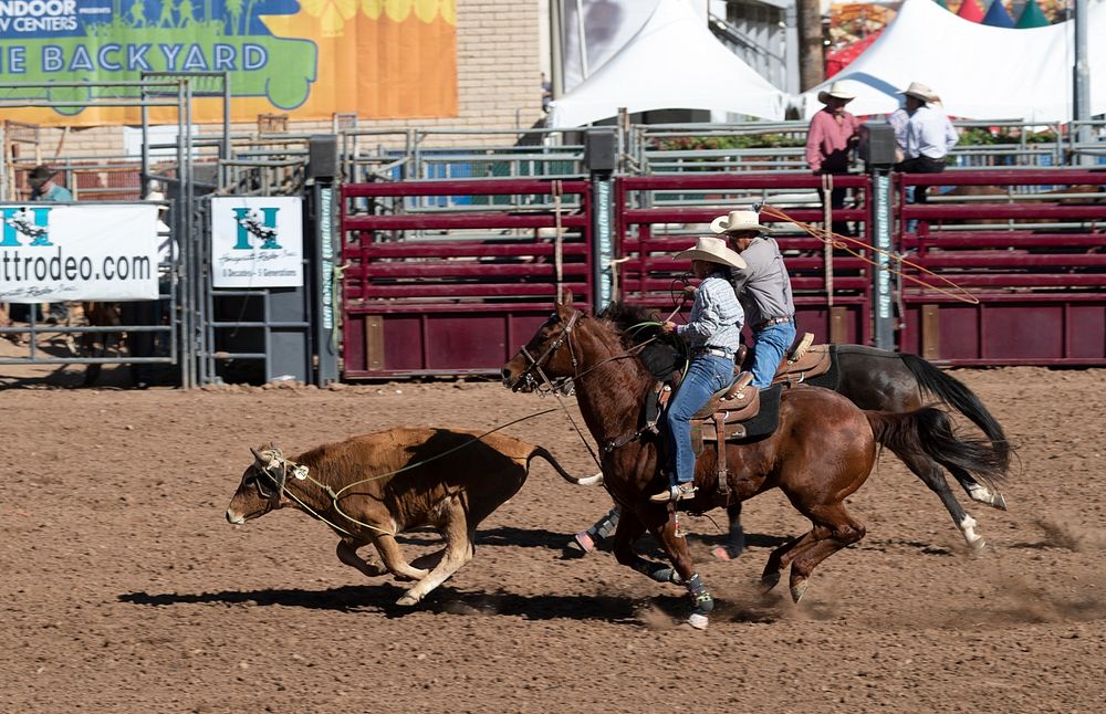 Calf-roping event at the All-Indian Rodeo, a featured competition in Phoenix, open only to Native Americans with proof of…